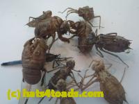 /home//u458753944/public_html/sourcegallery//Insects and small critters/silliness/P1050003.JPG